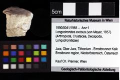 Foto (Objket + Etiketten) von Longodromites excisus (von Meyer, 1857) 